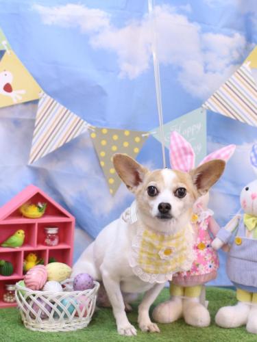 20240323うにちゃん